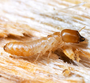 Drywood Termite Control Services in Singapore